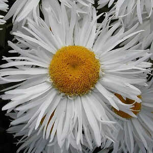 LEUCANTHEMUM 'Schwabengruss'