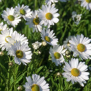 LEUCANTHEMELLA serotina 'Herbststern'
