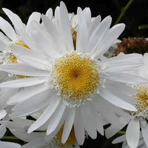 LEUCANTHEMUM 'Stamm Pötschke'