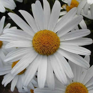 LEUCANTHEMUM 'Stern von Stäfa'