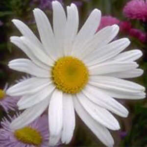 LEUCANTHEMUM 'Stern von Antwerpen'