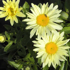 LEUCANTHEMUM superbum 'Banana Cream'®