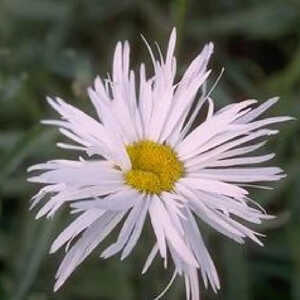 LEUCANTHEMUM superbum 'Beauté Nivelloise'