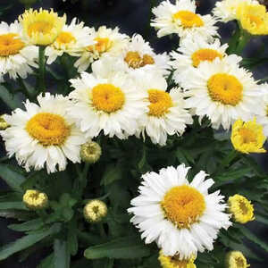 LEUCANTHEMUM superbum 'Bridal bouquet' ®