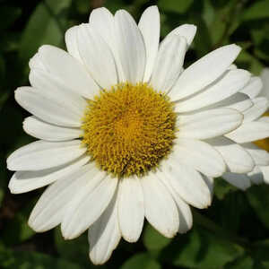 LEUCANTHEMUM superbum 'Brightside'