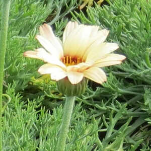 LEUCANTHEMUM 'Sunshine Peach'