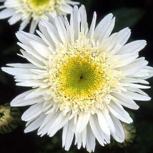 LEUCANTHEMUM 'Wirral Supreme'