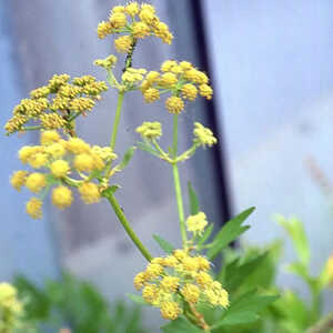 LEVISTICUM officinale