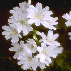 LEWISIA nevadensis