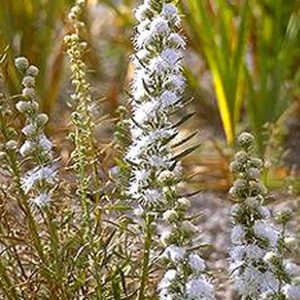 LIATRIS spicata 'Alba'