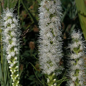 LIATRIS spicata 'Floristan Weiss'