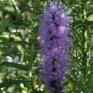 LIATRIS spicata 'Floristan Violet'