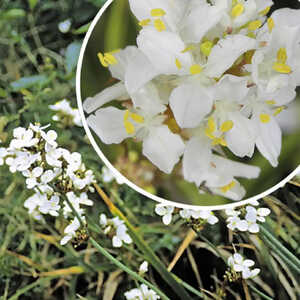 LIBERTIA formosa