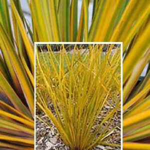 LIBERTIA ixoides 'Goldfinger'