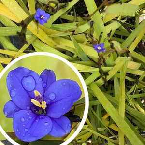 LIBERTIA sessiliflora