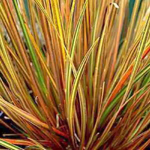 LIBERTIA 'Taupo Blaze'