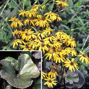 LIGULARIA dentata 'Dark Beauty'