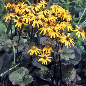 LIGULARIA dentata 'Midnight Lady'