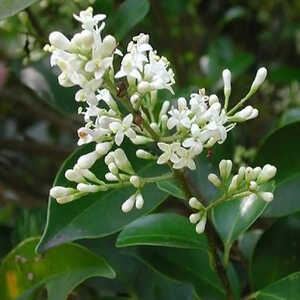 LIGUSTRUM japonicum