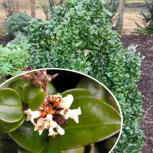 LIGUSTRUM japonicum 'Rotundifolium' (=coriaceum)