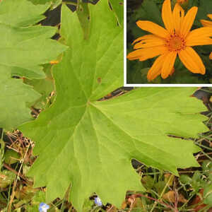 LIGULARIA japonica