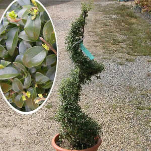 LIGUSTRUM jonandrum (en spirale)