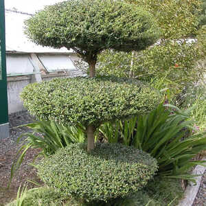 LIGUSTRUM jonandrum (en topiaire)