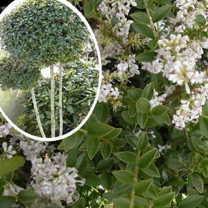 LIGUSTRUM jonandrum