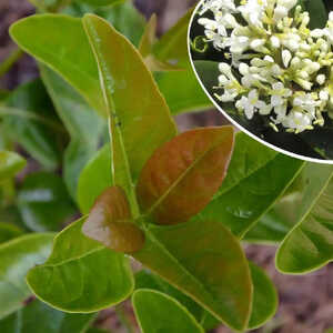 LIGUSTRUM lucidum 'Zolla'