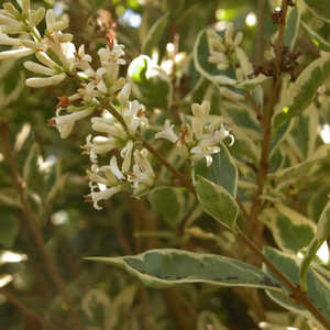 LIGUSTRUM ovalifolium 'Argenteum'