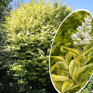 LIGUSTRUM ovalifolium 'Aureum'