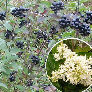 LIGUSTRUM ovalifolium