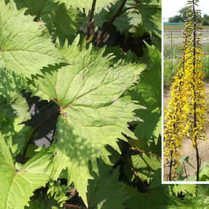 LIGULARIA stenocephala 'The Rocket'