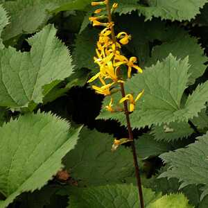 LIGULARIA stenocephala