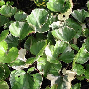 LIGULARIA tussilaginea 'Argenteomarginata'