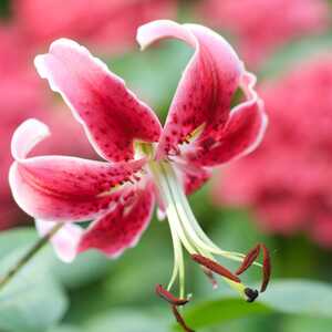 LILIUM 'Black Beauty'