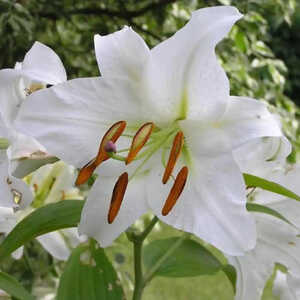 LILIUM candidum