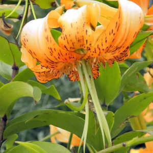 LILIUM henryi