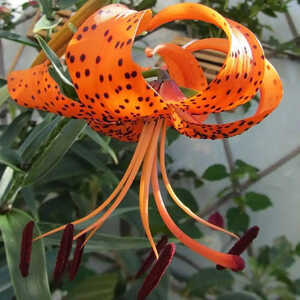 LILIUM lancifolium