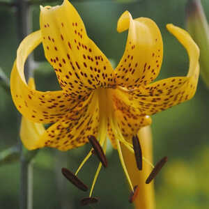 LILIUM leichtlinii