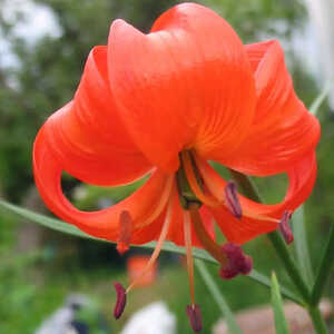 LILIUM pumilum