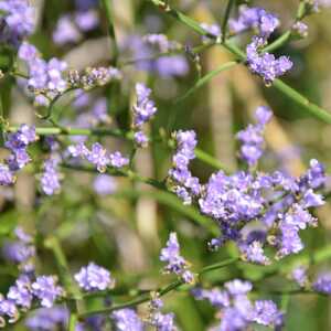 LIMONIUM gmelinii