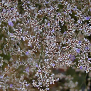 LIMONIUM latifolium