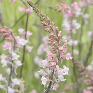 LINARIA purpurea 'Canon J. Went'