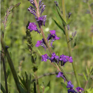 LINARIA purpurea