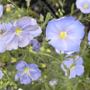 LINUM perenne