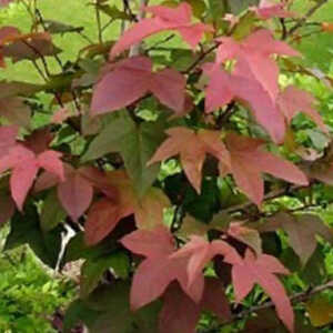 LIQUIDAMBAR acalycina