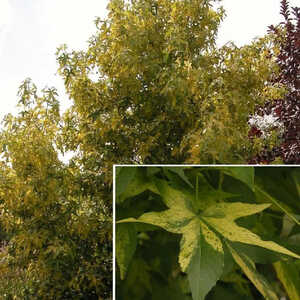 LIQUIDAMBAR styraciflua 'Aurea'