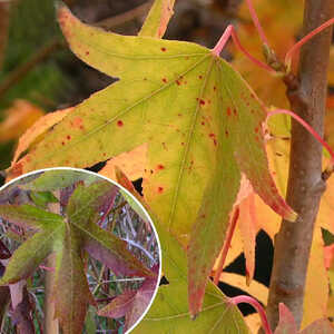 LIQUIDAMBAR styraciflua 'Worplesdon'