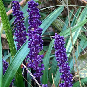 LIRIOPE muscari 'Ingwersen'